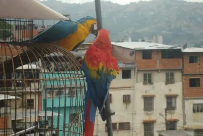 Guacamayos de visita