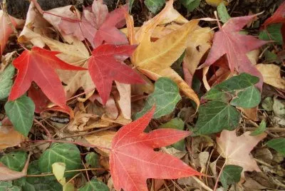 leaves