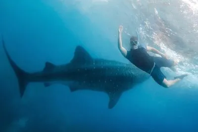 TiburÃ³n ballena y buzo