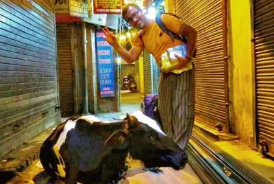 Sacred Cow in Delhii storage