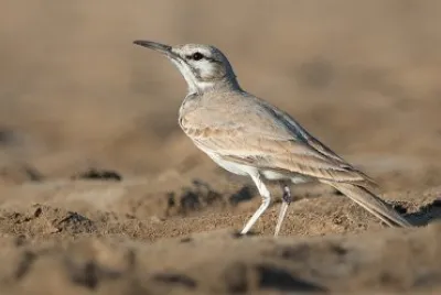 Allodola beccocurvo