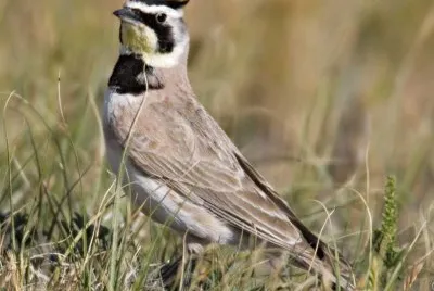 Allodola golagialla