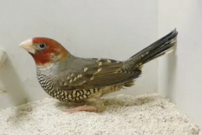 Amandina testa rossa