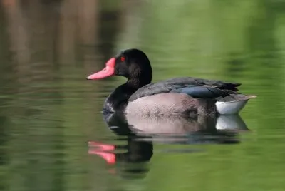 Anatra beccorosso