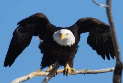 Aquila calva
