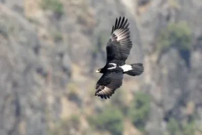 Aquila del verreaux