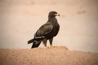 Aquila delle steppe