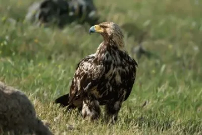 Aquila imperiale iberica