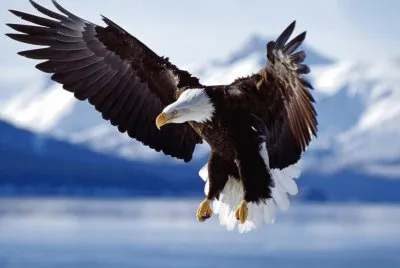 Aquila imperiale