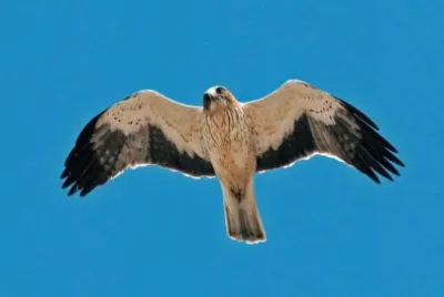 Aquila minore