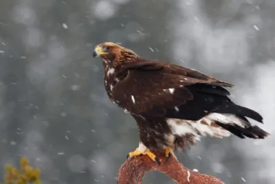 Aquila reale