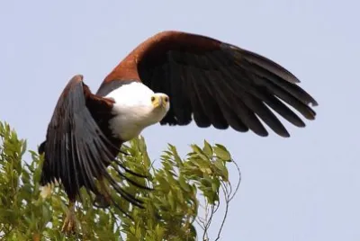 Aquila urlatrice
