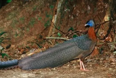 Argo del borneo
