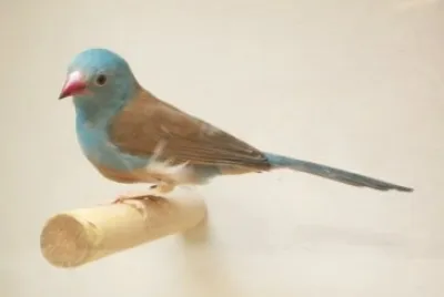Astrilde azzurro
