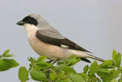 Averla cenerina