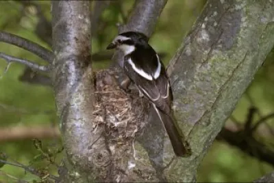 Averla mascherata