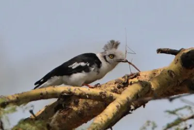 Averla piumata testagrigia