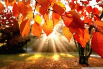autumn-184 jigsaw puzzle