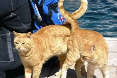 love cats