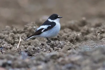 Balia caucasica