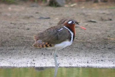 Beccaccia dorata
