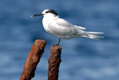 Beccapesci