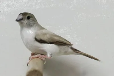 Becco di piombo