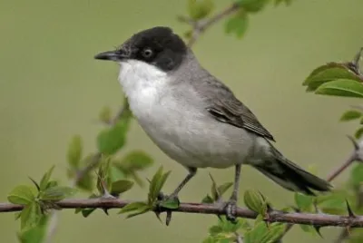 Bigia grossa