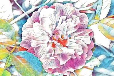 Wild rose (photo edited