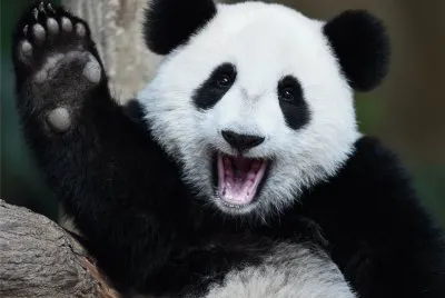 ä¸­åœ‹ç†Šè²“