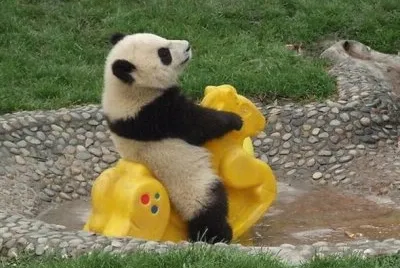 ä¸­åœ‹ç†Šè²“