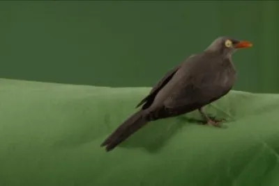 Bufaga dal beccorosso