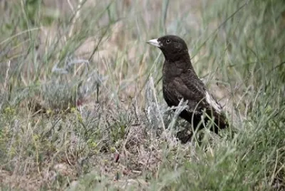 Calandra nera