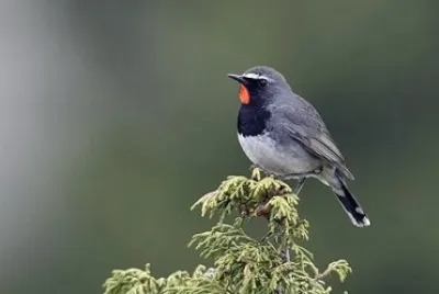 Calliope dell 'Himalaia