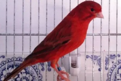 Canarino agata rosso intenso