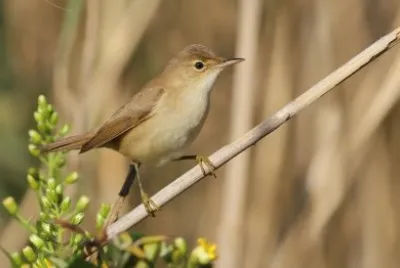 Cannaiola verdognola