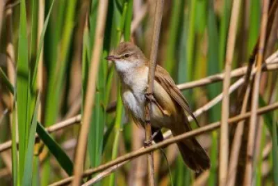 Cannareccione