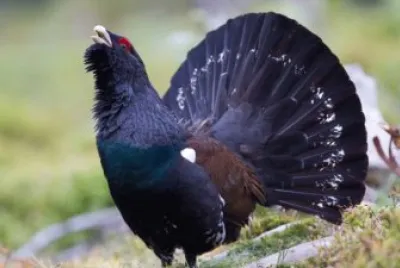 Capercaillie