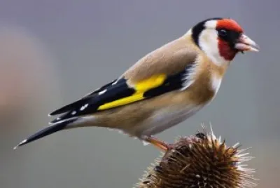 Cardellino