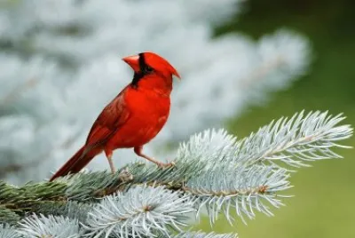 Cardinale rosso