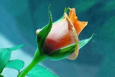 Mini-rose bud1