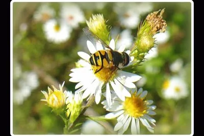 Bee on small daisy3