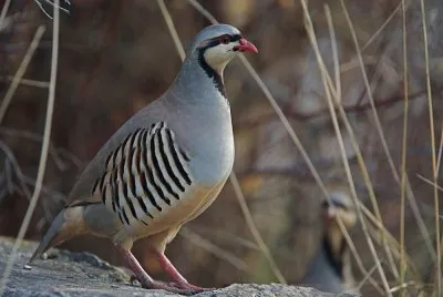 Chukar