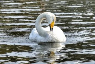 Cigno selvatico