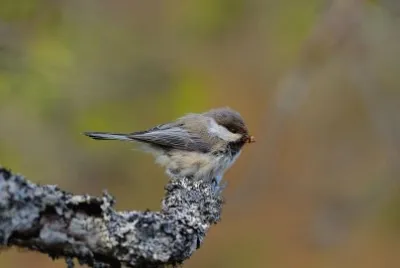 Cincia siberiana
