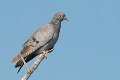 Colombella occhi gialli