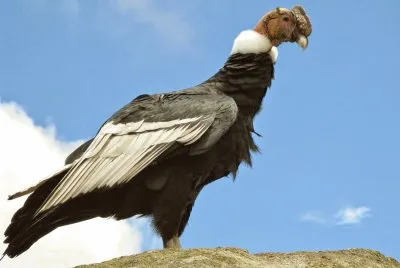 Condor delle ande