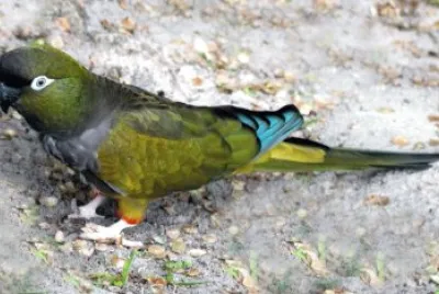 פאזל של Conuro della patagonia