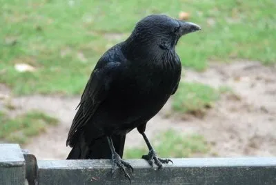 Cornacchia nera