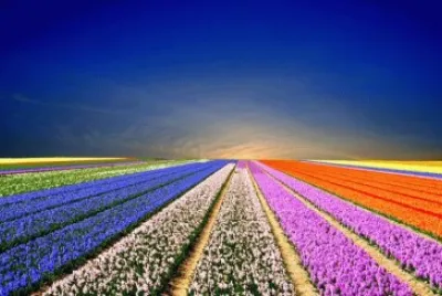 Keukenhof The Netherlands